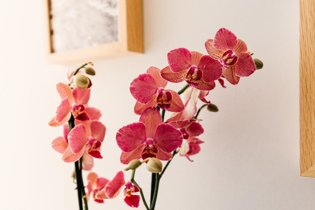 Adriano Augusto Bed and Breakfast Rom Værelse billede